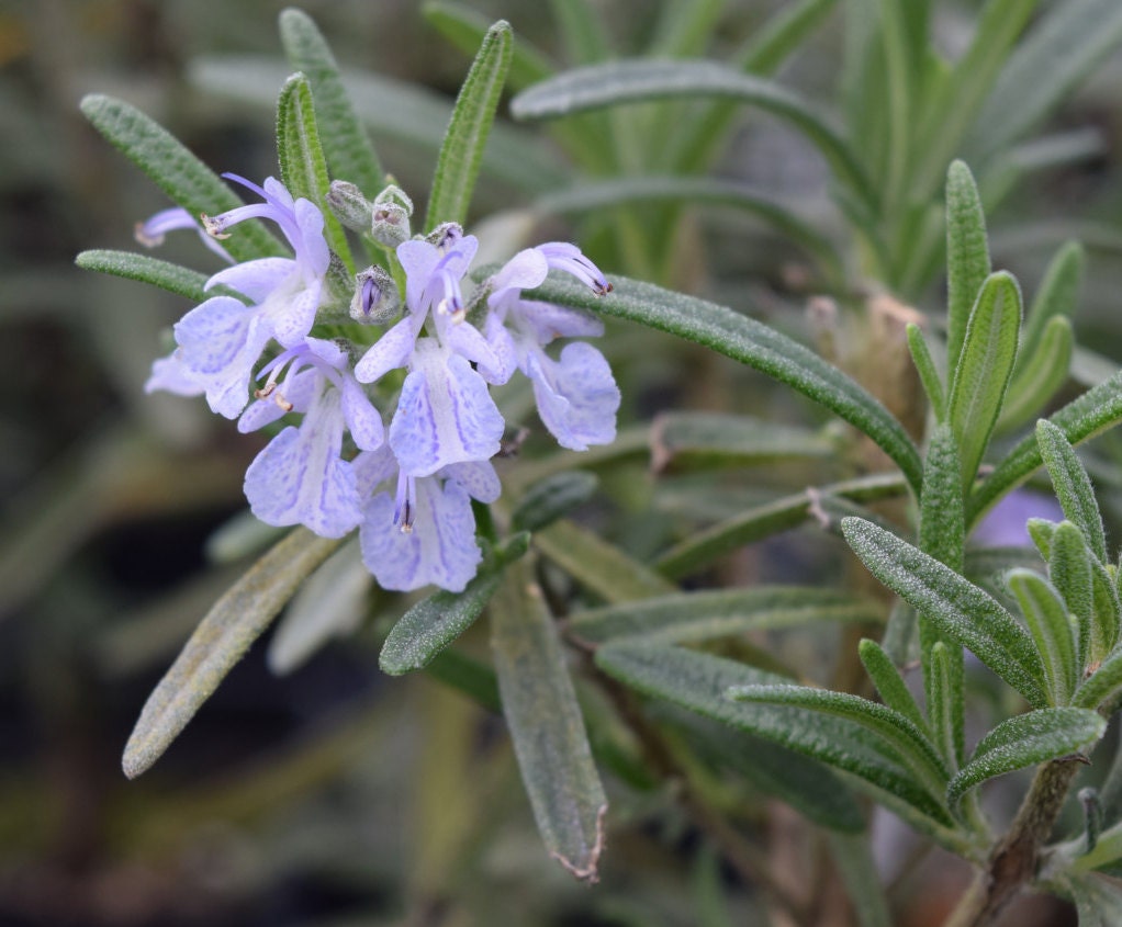 Gorizia Rosemary live herb plant by colonialcreekfarm on Etsy