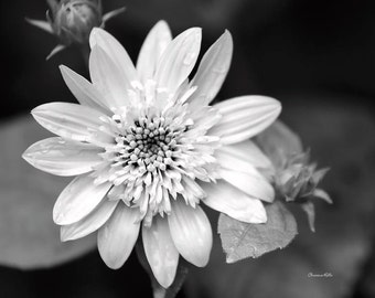 Black and White Photography floral photography flower