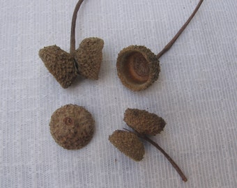 Large Acorn Caps, Natural Crafting Supply, 75+ Assorted Single and Double Acorn Caps, Brown Acorn Cap, With & Without Stems, Crafting Supply