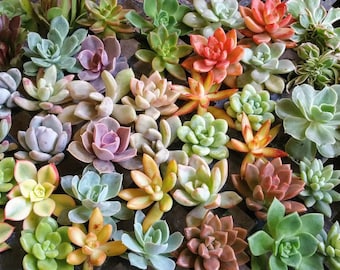 Assorted Rosette Succulent Cuttings Colorful Clippings Rare Echeveria Terrarium Wreath Wedding Favors Arrangements - Exotic Succulent Plants