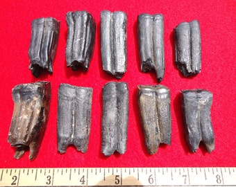 BULK PRICE Horse Teeth Florida Fossils Fossil Tooth Jaw Bone Bones Camel Dinosaur Shark Sharks Dolphin Canine Jewelry Pendant Skull Claw Fl