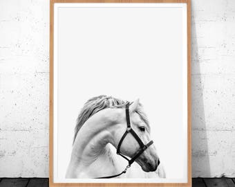 Horse Print, Horse Photo, Horse Photography, Horse Art, White Horse, Instant Download, Horse Printable Art, Animal Poster, Horse Home Decor