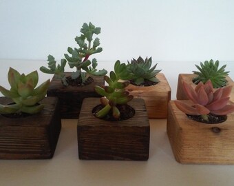 50 Handmade succulent wedding favors