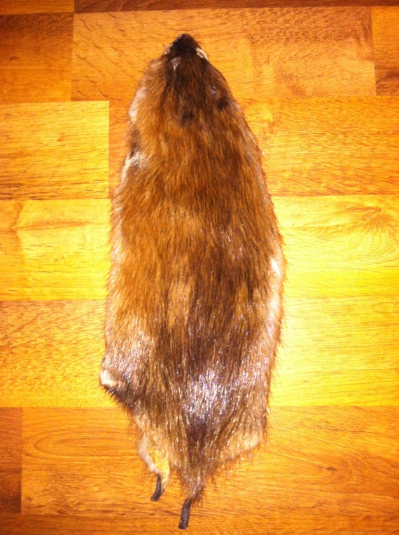 Items similar to Muskrat Pelt (XL) on Etsy