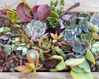 40 assorted succulent cuttings