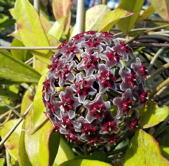 hoya red button flower hoya red button flower