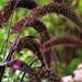 25 RED JEWEL MILLET Setaria Italica Ornamental Grass Flower