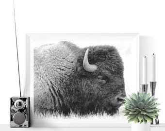 Buffalo Print | Buffalo Photograph Printable | Black and White | Nursery Decor | Bison Art | Boys Room Art | Kids Room