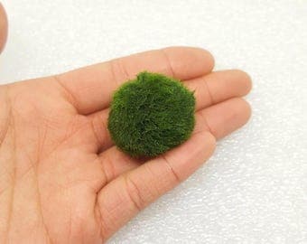 SALE! Large Marimo Moss Ball for Terrarium Planted Tanks Live Aquarium Fish Shrimps
