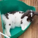 Super Bunneh