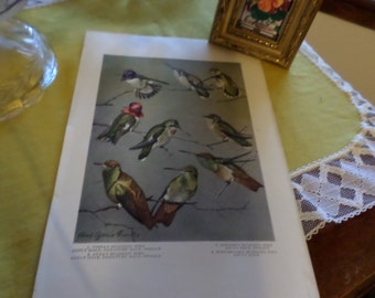 Vintage Pamphlet Reference Print Page-Hummingbirds-Rouis Agassiz Fuertes Artist