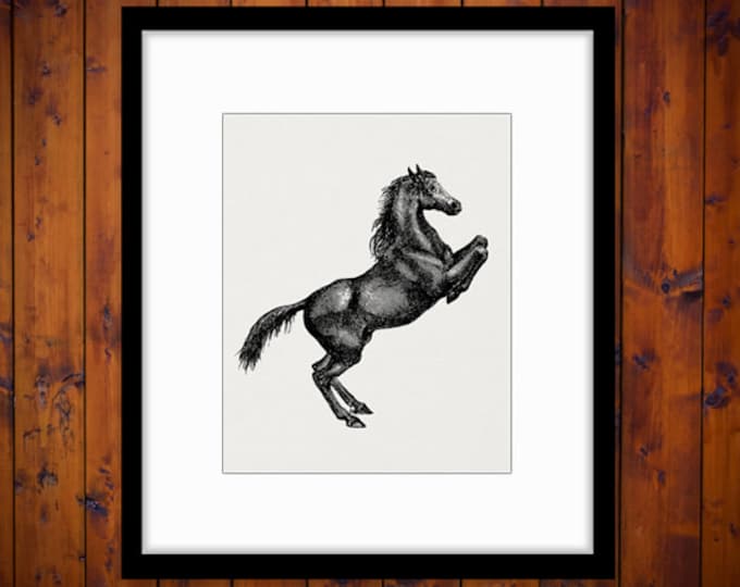 Digital Prancing Horse Printable Download Image Graphic Illustration Jpg Png Eps HQ 300dpi No.2309