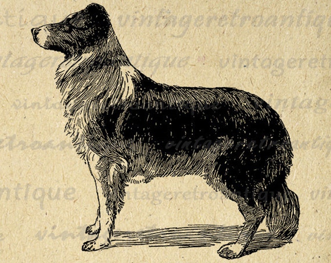 Digital Graphic Collie Dog Image Download Printable Illustration Vintage Clip Art Jpg Png Eps HQ 300dpi No.4052