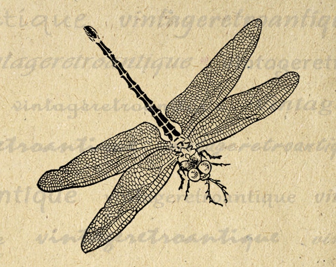 Digital Graphic Antique Dragonfly Printable Image Download Vintage Clip Art Jpg Png Eps HQ 300dpi No.618