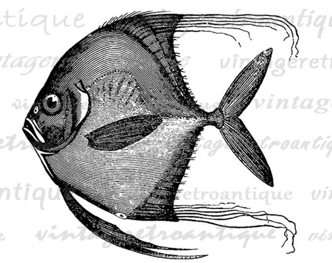 Antique Fish Graphic Printable Image Download Ocean Sea Digital Vintage Clip Art Jpg Png Eps HQ 300dpi No.580