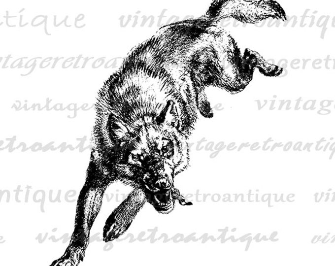 Digital Image Wolf Download Illustration Printable Graphic Antique Clip Art Jpg Png Eps HQ 300dpi No.1173