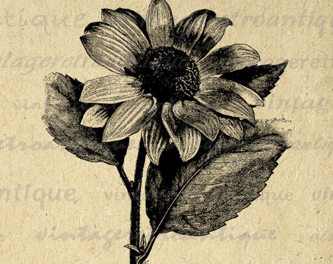 Flower Printable Graphic Download Antique Digital Image Vintage Clip Art Jpg Png Eps HQ 300dpi No.265