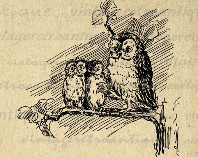 Printable Three Owls Digital Image Owl Bird Download Graphic Illustration Antique Clip Art for Transfers Printing etc HQ 300dpi No.3702