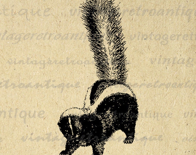 Skunk Graphic Image Printable Digital Illustration Download Vintage Clip Art for Transfers Making Prints etc HQ 300dpi No.3472