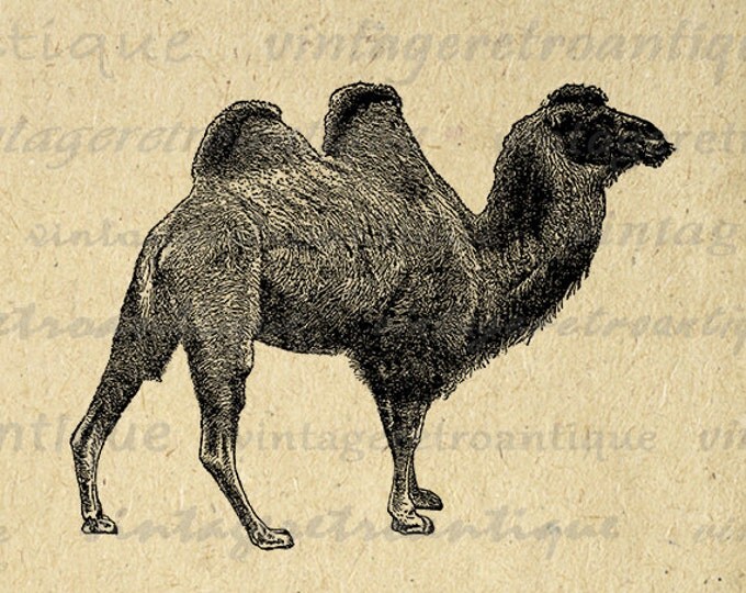 Digital Printable Camel Image Download Camel Illustration Graphic Antique Clip Art Jpg Png Eps HQ 300dpi No.2586