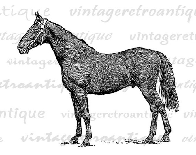 Stallion Horse Digital Image Printable Illustrated Download Graphic Antique Clip Art Jpg Png Eps HQ 300dpi No.3171