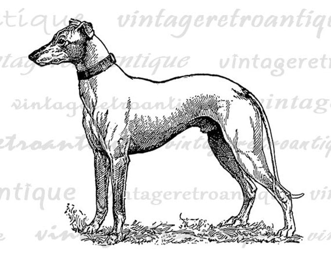 Greyhound Dog Digital Graphic Printable Image Download Vintage Clip Art Jpg Png Eps HQ 300dpi No.3140