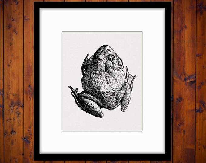 Bullfrog Frog Digital Image Download Illustration Graphic Printable Vintage Clip Art Jpg Png Eps HQ 300dpi No.3112