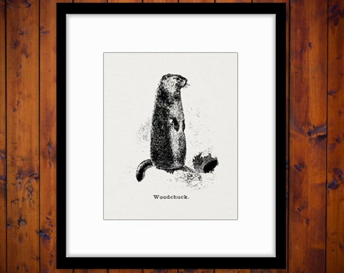 Digital Image Woodchuck Printable Beaver Download Graphic Vintage Clip Art Jpg Png Eps HQ 300dpi No.690