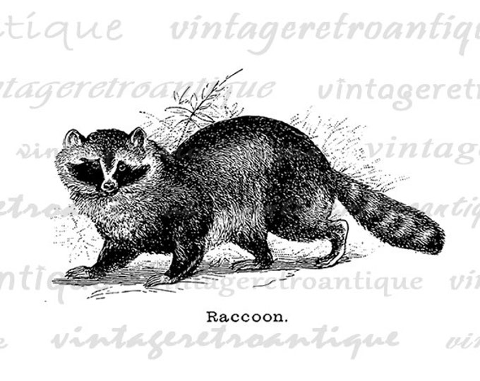 Printable Raccoon Graphic Digital Antique Illustration Download Image Vintage Clip Art Jpg Png Eps HQ 300dpi No.643