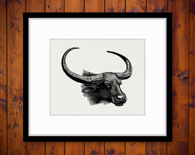 Digital Buffalo Graphic Image Bison Horns Printable Western Steer Download Jpg Png Eps HQ 300dpi No.463