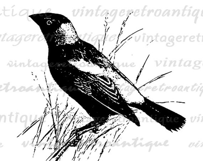 Digital Bobolink Bird Image Download Antique Graphic Printable Vintage Clip Art Jpg Png Eps 18x18 HQ 300dpi No.3570