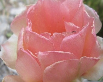 Winter Hardy Prickly Pear Cactus Beautiful Ruffled Pastel Pink Flower's