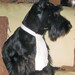 Chase Angus Victoria