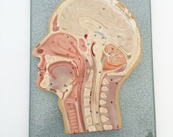 1930s German Head Cross-Section Anatomical Model / Vintage Medical Teaching Model