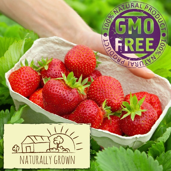 Jewel Strawberry Plants Organic 20 Bare Root Plants June