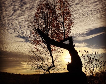 wise tree care wise tree care