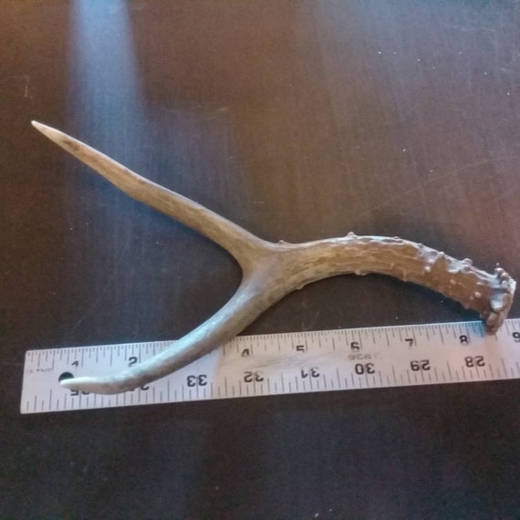2 Point Deer ANTLER Cut Off 6l Perfect for all types of