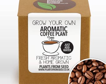 Grow Your Own Aromatic Arabica Coffee Plant Kit