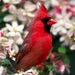 R K Thrush