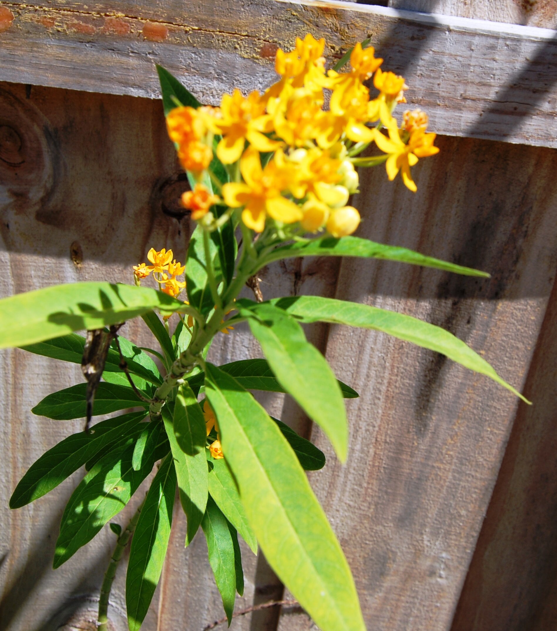 Yellow Flowering Milkweed Nectar Asclepias Plant Attracts