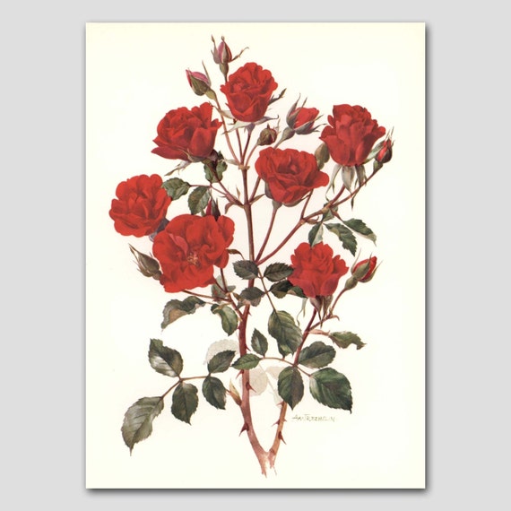 Botanical Print Rose Art 1960s Wall Decor Vintage Red