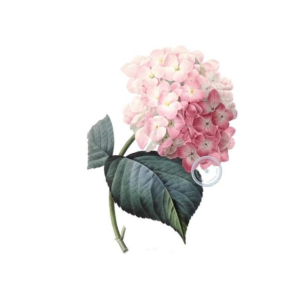 Pink Hydrangea Clipart- Vintage Botanical Art- Floral Clip ...