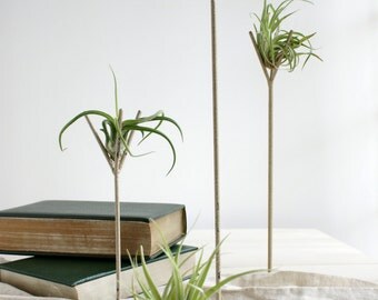 low maintenance terrariums succulents livingthezensucculent low maintenance terrariums succulents livingthezensucculent