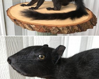 Black Full Body Squirrel Taxidermy Mount 001