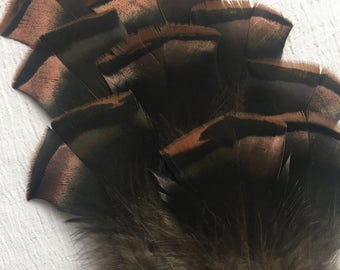 9 USA Eastern Wild Turkey tail feathers 5-7 inches in length with quills, iridescent bronze/copper/black/brown for home decor & crafts
