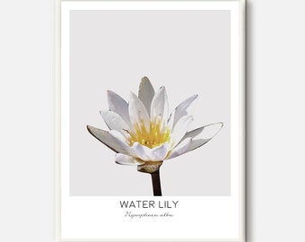 Water lily print, Water lily wall art, Water lillies decor, outdoor decor art, Waterlily prints, Water lily Black and White Photo