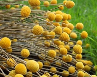 Yellow Billy Buttons Flower Seeds/Craspedia Globosa/Annual 30+