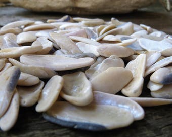 Bulk sea shells bulk seashells sea shell art supplies sea shell home decor seaside decor seaside art seaside wedding decor candle supplies