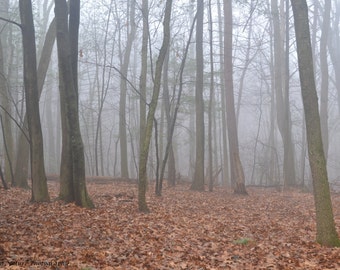 Foggy Forest Nature Landscape Tree Wilderness Fog Fall Photo - Canvas, Ready to Hang - Woods Brown Gray White Winter Photography Decoration