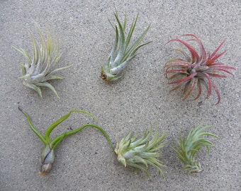 air plant pack 3, 5 10 packs of assorted tillandsia